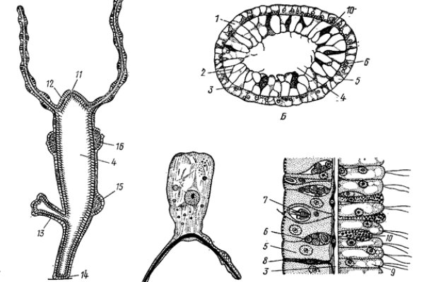 Kraken даркнет переходник